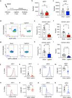 CD86 (B7-2) Antibody in Flow Cytometry (Flow)