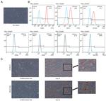 CD34 Antibody in Flow Cytometry (Flow)