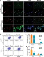 CD49f (Integrin alpha 6) Antibody in Flow Cytometry (Flow)