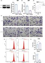 CD68 Antibody in Flow Cytometry (Flow)