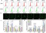 CD206 (MMR) Antibody in Flow Cytometry (Flow)