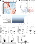 TIGIT Antibody in Flow Cytometry (Flow)