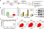 CD184 (CXCR4) Antibody in Flow Cytometry (Flow)