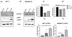 beta Actin Antibody in Western Blot (WB)