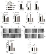 ZEB1 Antibody in Western Blot (WB)