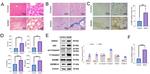 Caspase 1 Antibody in Western Blot (WB)