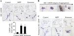 Alpha-synuclein Antibody in Immunocytochemistry (ICC/IF)