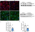 MUC4 Antibody in Western Blot (WB)