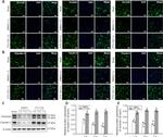 Occludin Antibody in Immunohistochemistry (Frozen) (IHC (F))