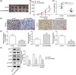 mTOR Antibody in Western Blot (WB)