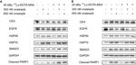 SMAD3 Antibody in Western Blot (WB)