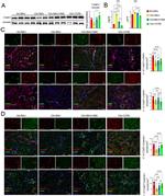 C3a Receptor Antibody in Western Blot (WB)