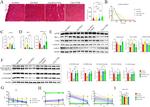 mTOR Antibody in Western Blot (WB)