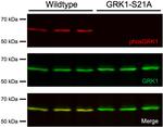 GRK1 Antibody in Western Blot (WB)