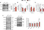 SERCA1 ATPase Antibody in Western Blot (WB)