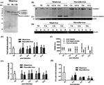 Actin Antibody in Western Blot (WB)