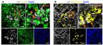 MUC5AC Antibody in Immunocytochemistry (ICC/IF)