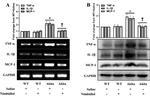 MCP-1 Antibody in Western Blot (WB)