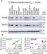 SNX27 Antibody in Western Blot (WB)