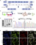 OCT4 Antibody in Immunocytochemistry (ICC/IF)