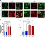 PTX3 Antibody in Immunocytochemistry (ICC/IF)