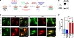 PTX3 Antibody in Immunocytochemistry (ICC/IF)