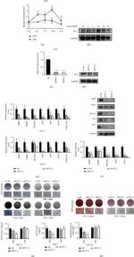 SP7 Antibody in Western Blot (WB)