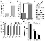 Versican V0, V1 Neo Antibody in Western Blot (WB)