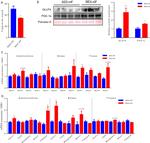 GLUT4 Antibody in Western Blot (WB)