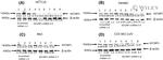 IGF2BP1 Antibody in Western Blot (WB)