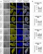 OCT4 Antibody in Immunocytochemistry (ICC/IF)