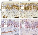 GAP43 Antibody in Immunohistochemistry (IHC)