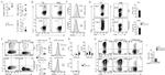 ROR gamma (t) Antibody in Flow Cytometry (Flow)