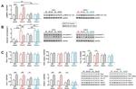 PPARGC1A Antibody in Western Blot (WB)