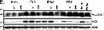 Armenian Hamster IgG (H+L) Secondary Antibody in Western Blot (WB)