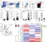 CD33 Antibody in Flow Cytometry (Flow)