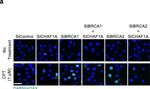 Mouse IgG (H+L) Highly Cross-Adsorbed Secondary Antibody in Immunocytochemistry (ICC/IF)