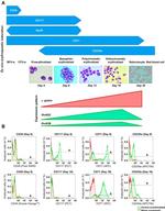 CD71 (Transferrin Receptor) Antibody in Flow Cytometry (Flow)