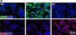 Rabbit IgG (H+L) Cross-Adsorbed Secondary Antibody in Immunocytochemistry (ICC/IF)