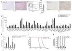 CD11b Antibody in Immunohistochemistry (IHC)