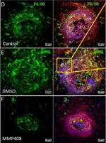 Rat IgG (H+L) Highly Cross-Adsorbed Secondary Antibody in Immunohistochemistry (Frozen) (IHC (F))