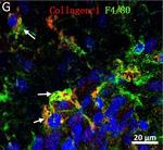 Rat IgG (H+L) Highly Cross-Adsorbed Secondary Antibody in Immunohistochemistry (Frozen) (IHC (F))