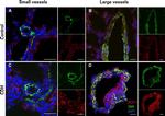 Goat IgG (H+L) Cross-Adsorbed Secondary Antibody in Immunohistochemistry (Frozen) (IHC (F))