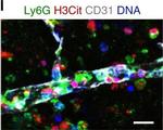 Rabbit IgG (H+L) Highly Cross-Adsorbed Secondary Antibody in Immunohistochemistry (Frozen) (IHC (F))