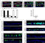 FOXJ1 Antibody in Immunocytochemistry (ICC/IF)