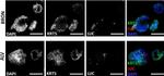 Goat IgG (H+L) Cross-Adsorbed Secondary Antibody in Immunohistochemistry (Paraffin) (IHC (P))