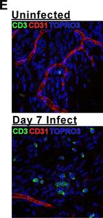 Rat IgG (H+L) Cross-Adsorbed Secondary Antibody in Immunohistochemistry (IHC)