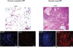 Goat IgG (H+L) Cross-Adsorbed Secondary Antibody in Immunohistochemistry (PFA fixed) (IHC (PFA))