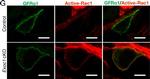 Rabbit IgG (Heavy chain) Secondary Antibody in Immunohistochemistry (Frozen) (IHC (F))