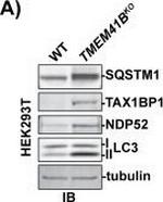 Mouse IgG (H+L) Cross-Adsorbed Secondary Antibody in Western Blot (WB)